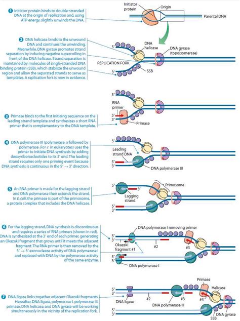 dna replication in prokaryotes diagram.